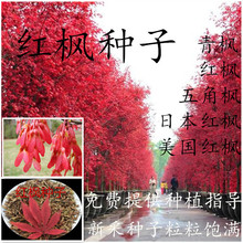 进口 美国红枫种子 秋火焰种子 四季红 日本红枫种子 黄金枫种子