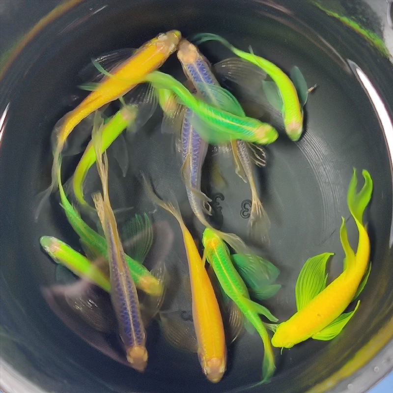 稀有荧光蝶翼长尾翡翠绿斑马鱼灯种小型热带观赏鱼苗冷水淡水宠物