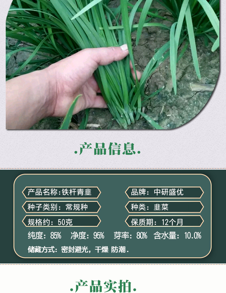 铁杆青韭韭菜种子 农田菜园基地肉厚宽叶白根抗抽苔韭菜蔬菜籽