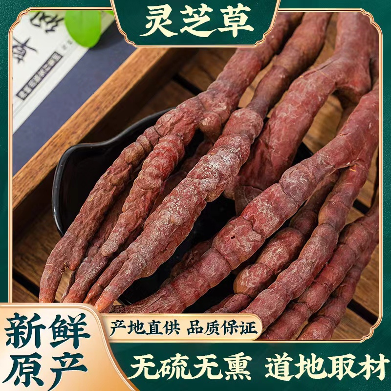 灵芝草中药材 500g克干货精选整枝新货草 灵芝林芝 鹿角灵芝草