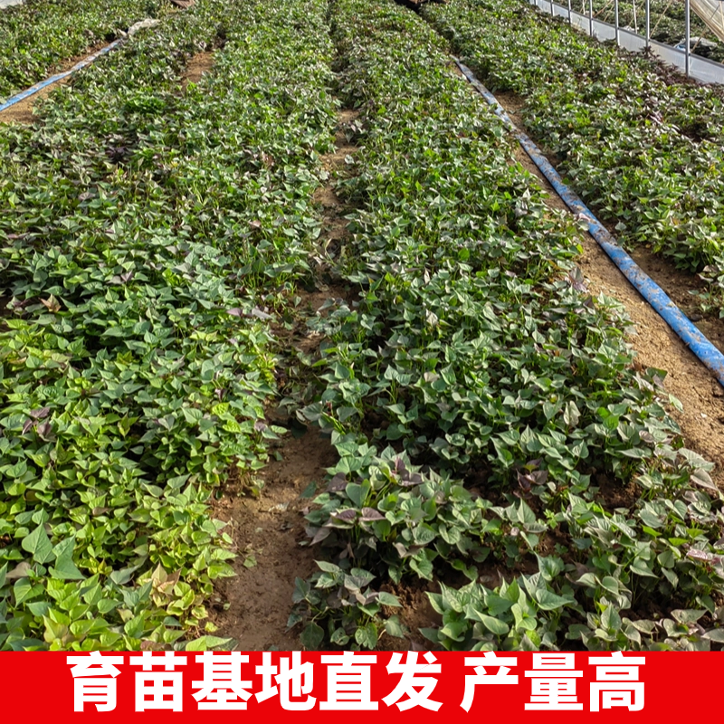 小香薯红薯种苗黄心蜜薯农科院秧苗烟薯25号薯苗西瓜红薯苗食叶苗