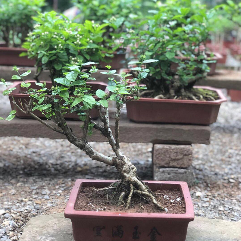 茉莉老桩盆栽阳台开花不断庭院绿植重瓣茉莉花秒室内观花植物老根