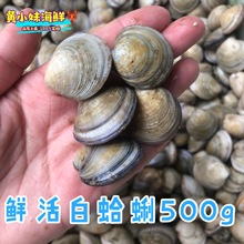 鲜活发货 白蛤蜊无沙贝类新鲜花蛤美贝红心贝壳海鲜水产500g