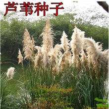 出售水生花卉种子籽  端午节包粽子芦芛蒹葭种子