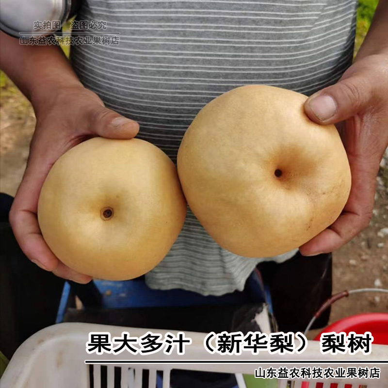 梨树树苗特大嫁接新华梨黄头红头梨树苗南方北方种植当年结果果苗