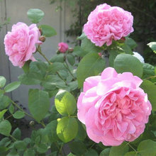 欧月多花蔷薇 英国玛丽 丰花型阳台藤本月季花苗样 英国玛丽欧月