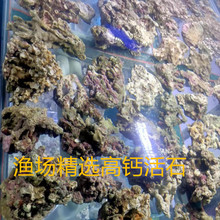 免爆藻活石新鲜高钙深海片状海水过滤鱼缸珊瑚缸 已爆藻带菌开缸