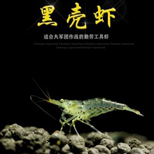 黑壳虾冷水除藻虾观赏虾宠物虾清洁虾虾苗饲料水族箱鱼缸一件代发