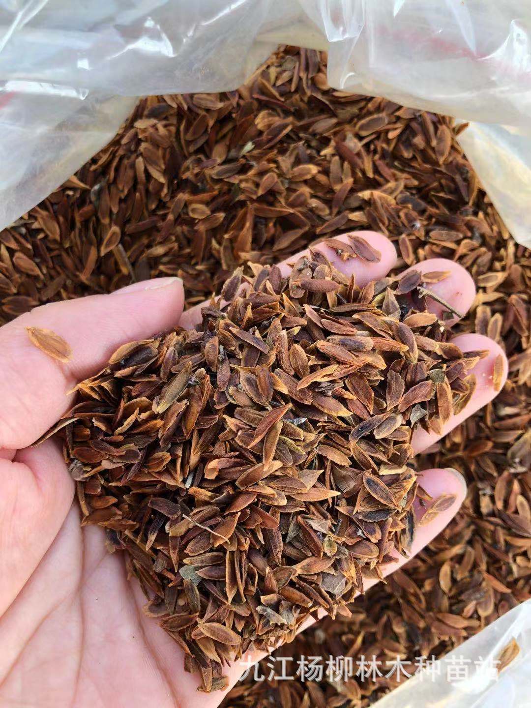 紫丁香种子批发  丁香种子  紫丁香灌木种子护坡,林木种子 花卉