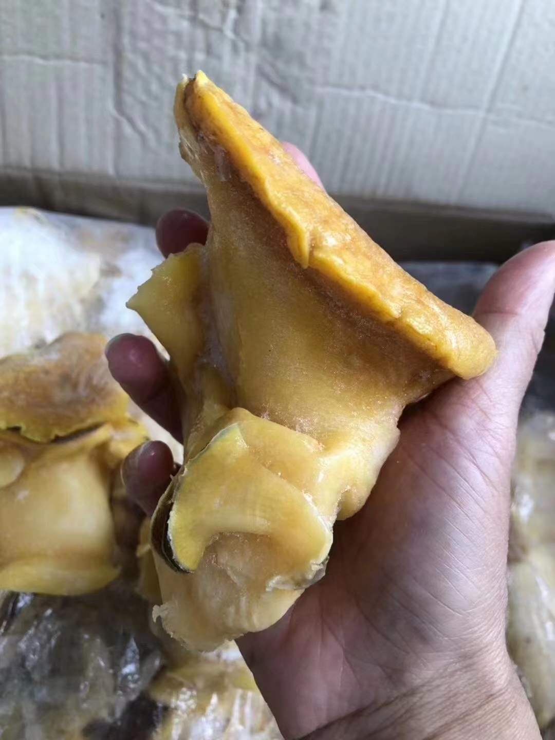 灵芝鲍螺海鲍螺大海螺新鲜冰冻海鲜螺肉 8公斤/箱