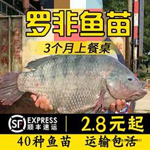 活体养殖鳜鱼苗观赏淡水鲜活翘嘴食用桂花鱼苗原生耐活冷水贵鱼苗