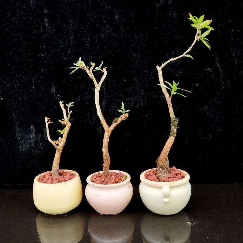 野生水杨梅盆景奇型树桩微型盆栽桌面办公室绿植假山植物