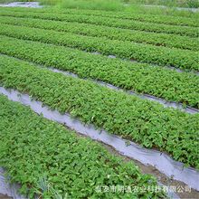 重庆草莓苗适合重庆北碚地区种植大棚露天草莓苗现挖现卖好成活现