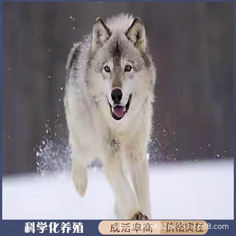 纯种捷克狼犬幼犬活体进口捷克狼犬幼崽护卫犬工作犬陪伴犬宠物狗