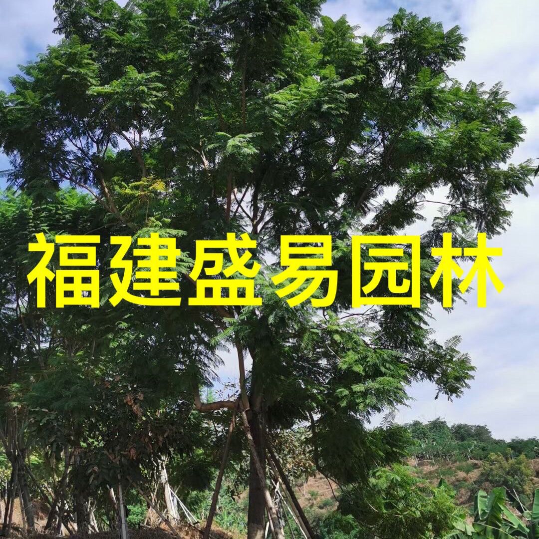 福建蓝花楹批发 四川蓝花楹报价 重庆蓝花楹价格 工程绿化蓝花楹