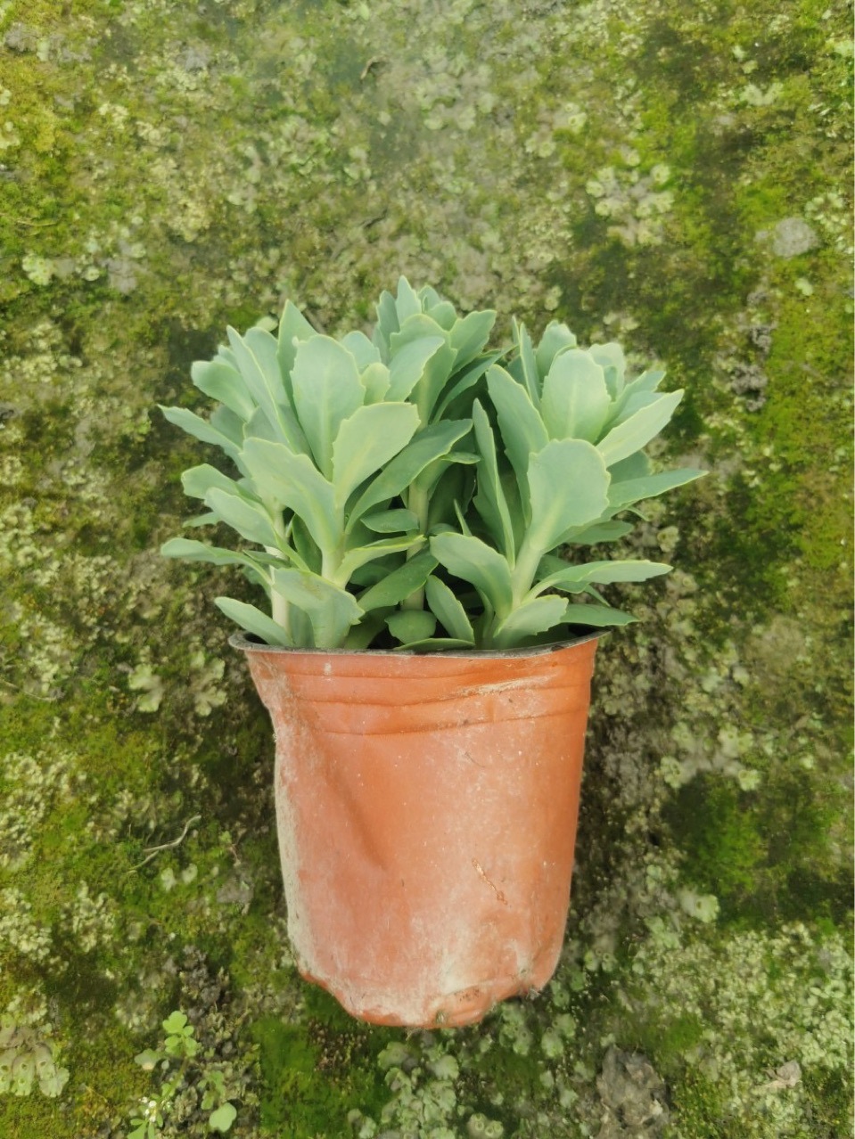 成都八宝景天批发 八宝景天盆栽