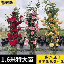 买2送1爬藤欧月蔷薇大苗藤本月季花苗庭院花卉浓香大花四季开花