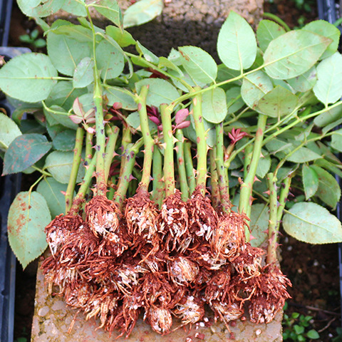 云南可食用玫瑰花花苗小苗大马士革阳台盆栽绿植月季花茶种苗批发