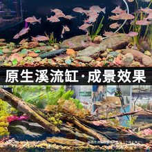 鱼缸造景石原生溪流石主石大块岩片石头底砂天然原石龟缸躲避