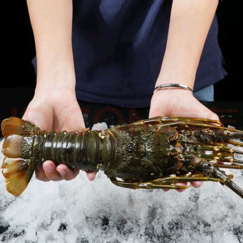 小青龙龙虾鲜活虾活冻大龙虾澳龙锦绣大花海鲜虾澳龙大海虾网红