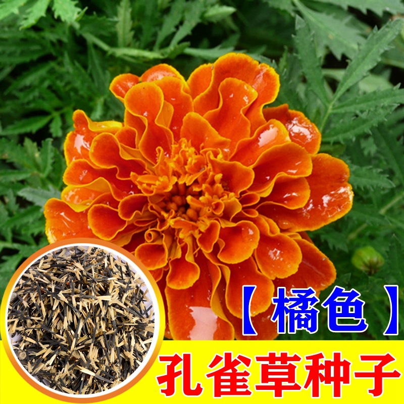 橘色孔雀草种子红黄草耐寒花卉植物室外盆栽春秋四季播花卉种籽孑