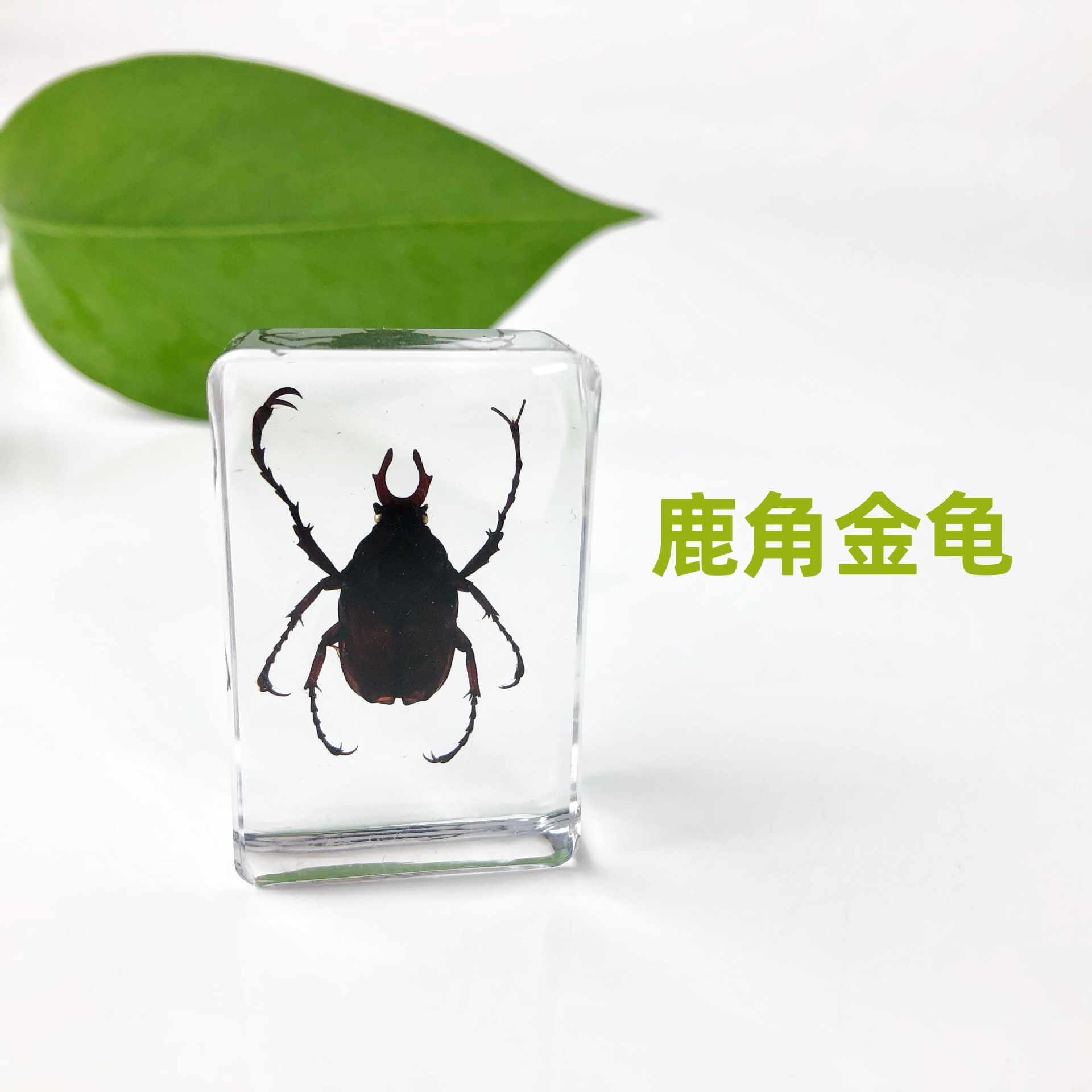 Insect Amber Specimen Science Popularization Teaching Aids Crafts Insect Specimen Preschool Education Inquiry Experiment