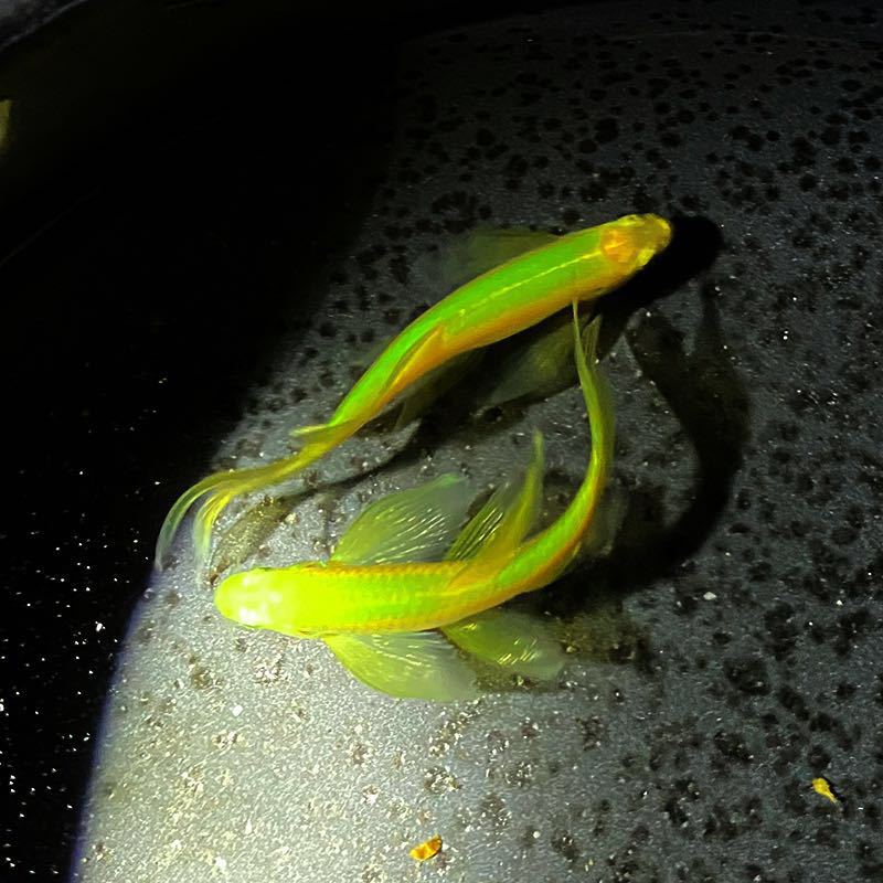 稀有荧光蝶翼长尾翡翠绿斑马鱼灯种小型热带观赏鱼苗冷水淡水宠物