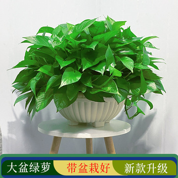 大盆绿萝盆栽室内植物长藤大叶绿箩吸客厅绿植水培吊兰好养-阿里巴巴
