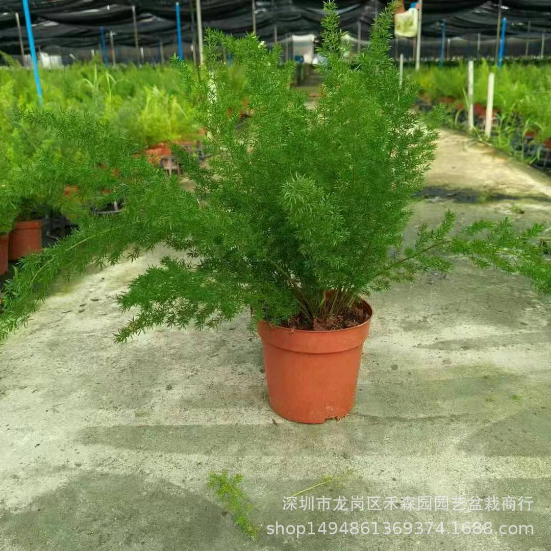 狐尾天冬九尾狐盆栽绿植狐尾武竹观叶庭院植物时尚盆栽带盆土批发