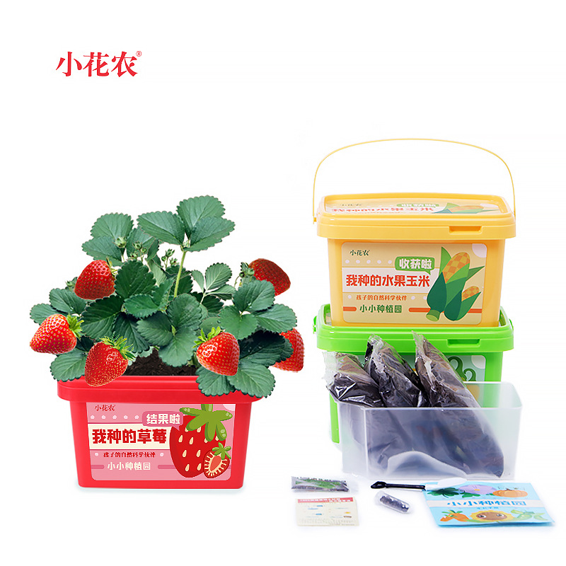 Children Grow Small Pot Plant Small Flower Farmers Sunflower Seeds Kindergarten Students Observe Plants Strawberry Flowers Seed Seeds