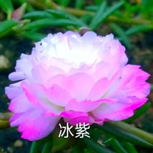 重瓣太阳花苗宽叶七彩宿根花卉盆栽绿植庭院花园