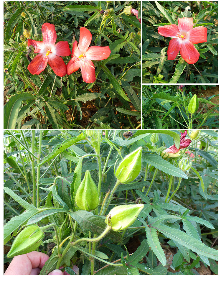 箭叶秋葵五指山参果干茶剑叶秋葵红花马宁果番石榴茶果五君汤