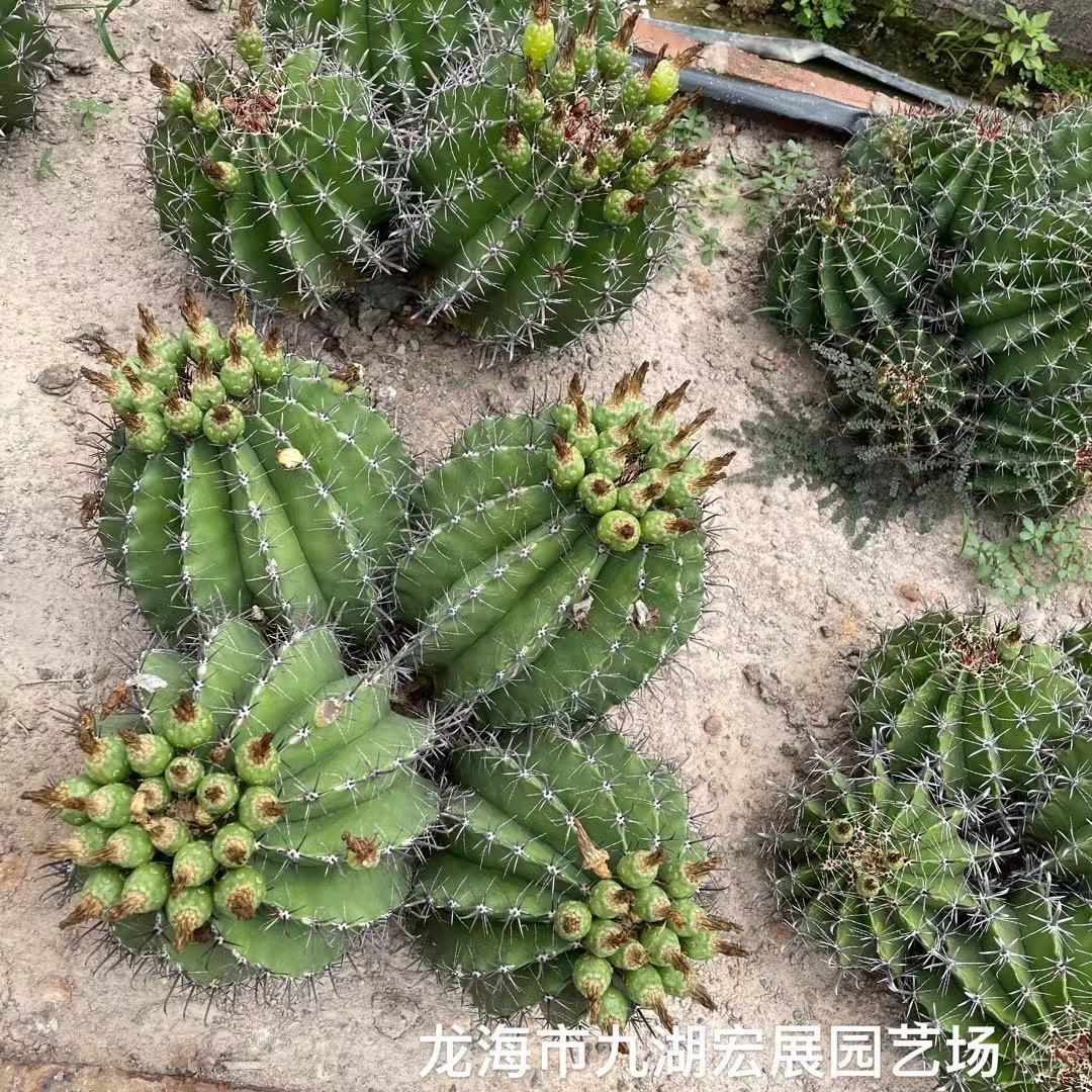 宏展花卉巨鸠玉仙人球景观园林绿化基地直批各种规格都有联系客服