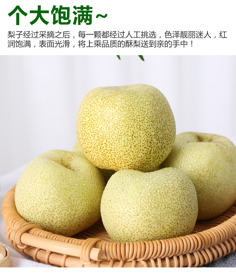 安徽砀山贡梨新鲜梨子3/7/9斤装应季酥梨现摘砀山梨一件代发