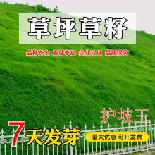 基地批发护坡王草种子护坡固土边坡绿化耐寒耐旱绿化四季常青草籽