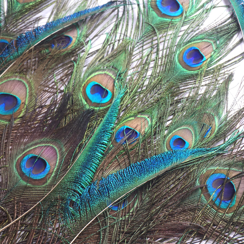 natural peacock hair wholesale vase vase decoration big eye peacock feather real feather jewelry point green material