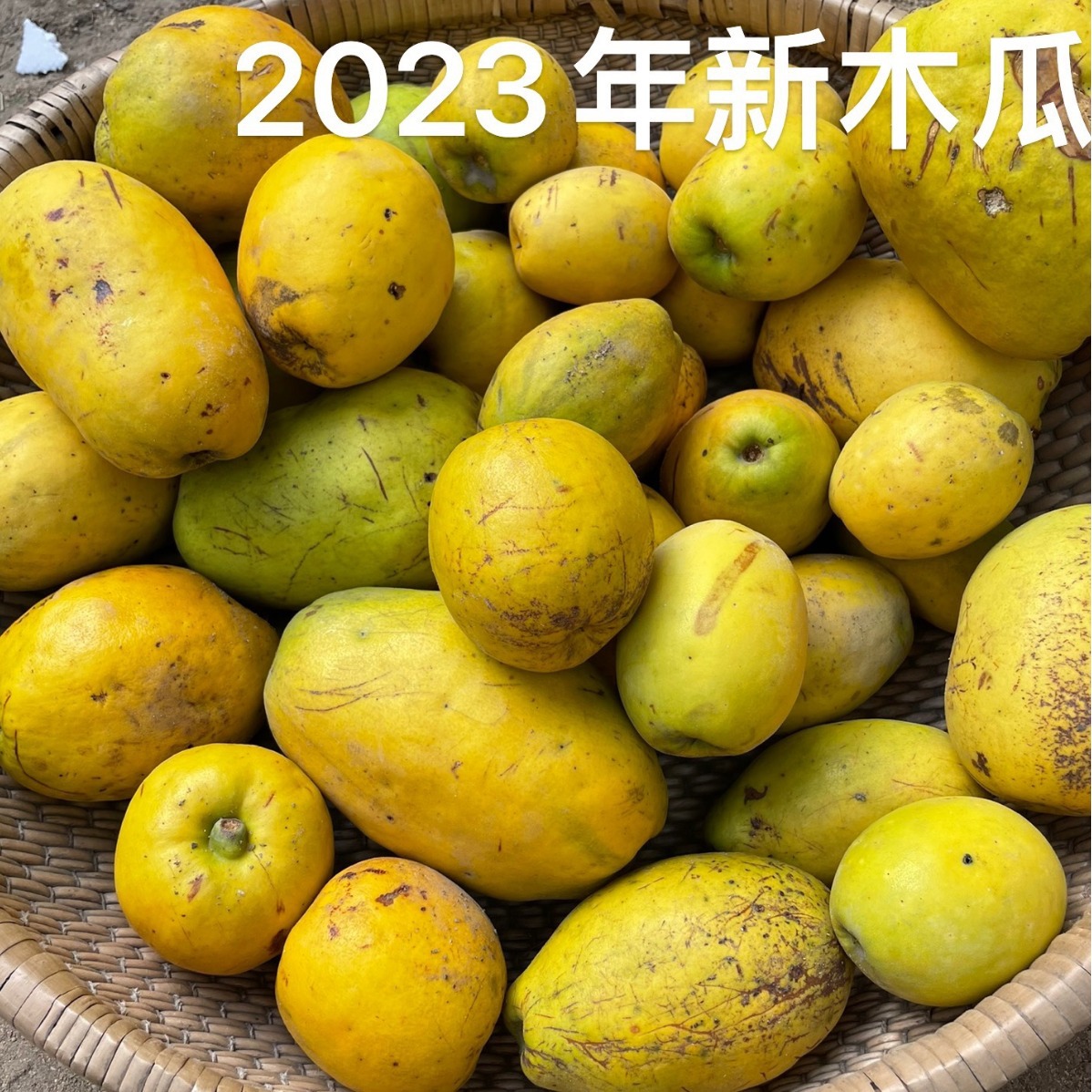 2023年新木瓜车载闻香木瓜室内除味增香5斤装次品木瓜香木瓜-阿里巴巴