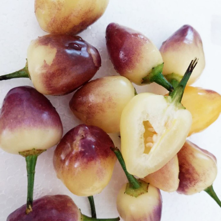 七彩椒 辣椒新鲜5斤包邮五色农产品小灯笼辣椒现摘五彩泡椒