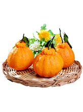 不知火丑橘当季新鲜水果整箱10斤包邮丑八怪橘子粑粑蜜桔子柑橘5