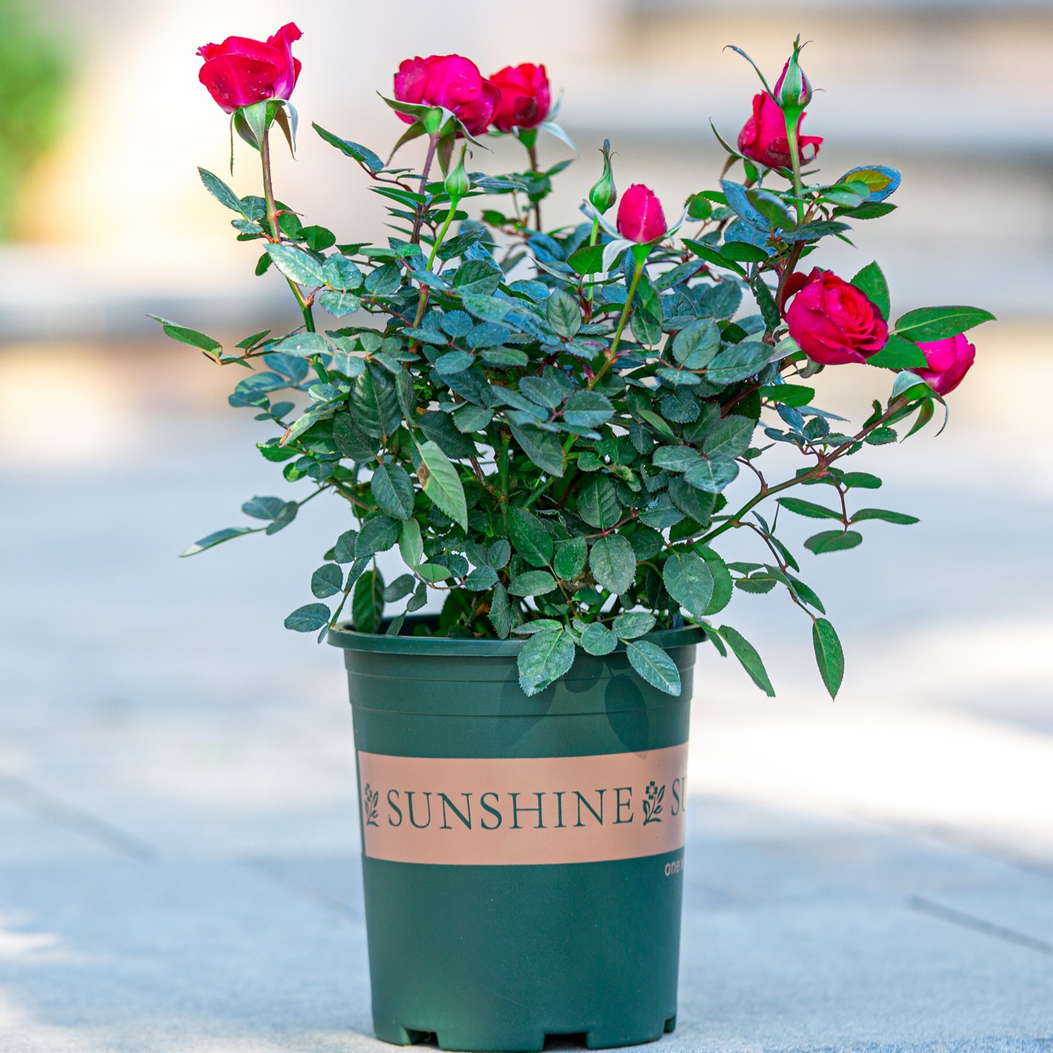 四季开花钻石迷你玫瑰花苗盆栽室内好养花卉微型月季小玫瑰带花苞