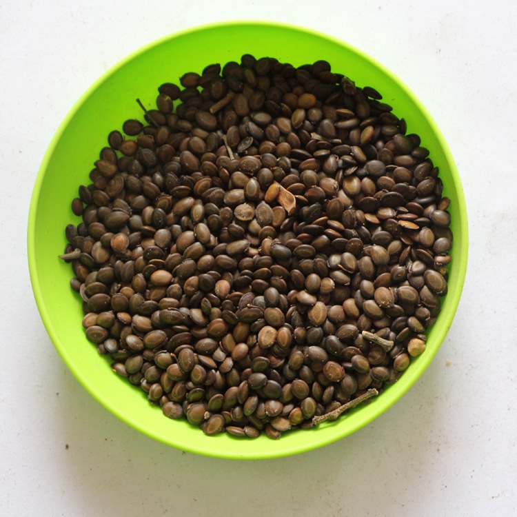 相思树相思树台湾相思树种子 相思树种子 保质保量 园林绿化