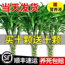 富贵竹水培植物客厅招财花卉绿植室内盆栽观音竹办公室带根发财竹