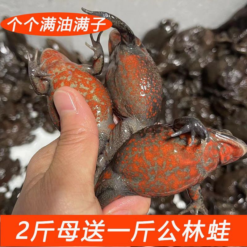 甄好货鲜活林蛙哈什蚂 全母满油满籽 长白山 东北雪蛤红肚皮哈什