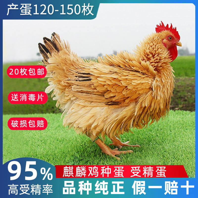 种蛋受精蛋可孵化农家散养土鸡正宗麒麟鸡卷毛翻毛珍禽鸡受精蛋鸡
