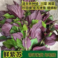 新鲜现摘紫苏叶食用紫苏牛蛙鱼虾田螺牛蛙锅鲜紫苏去腥提香螃蟹