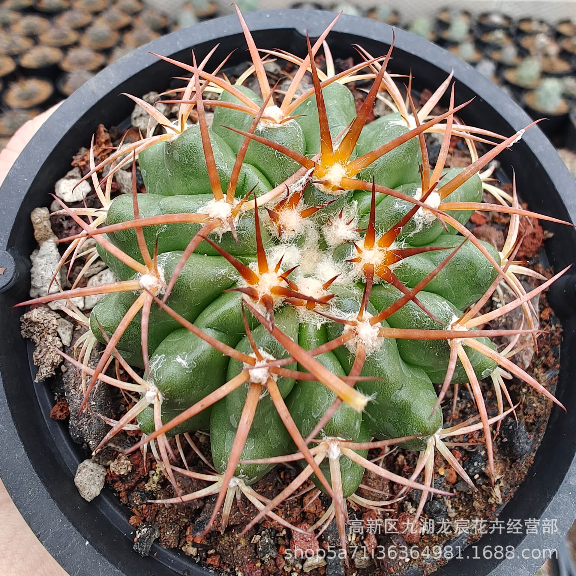 实生圆盘玉 仙人球 室内绿植盆栽仙人掌多肉植物批发