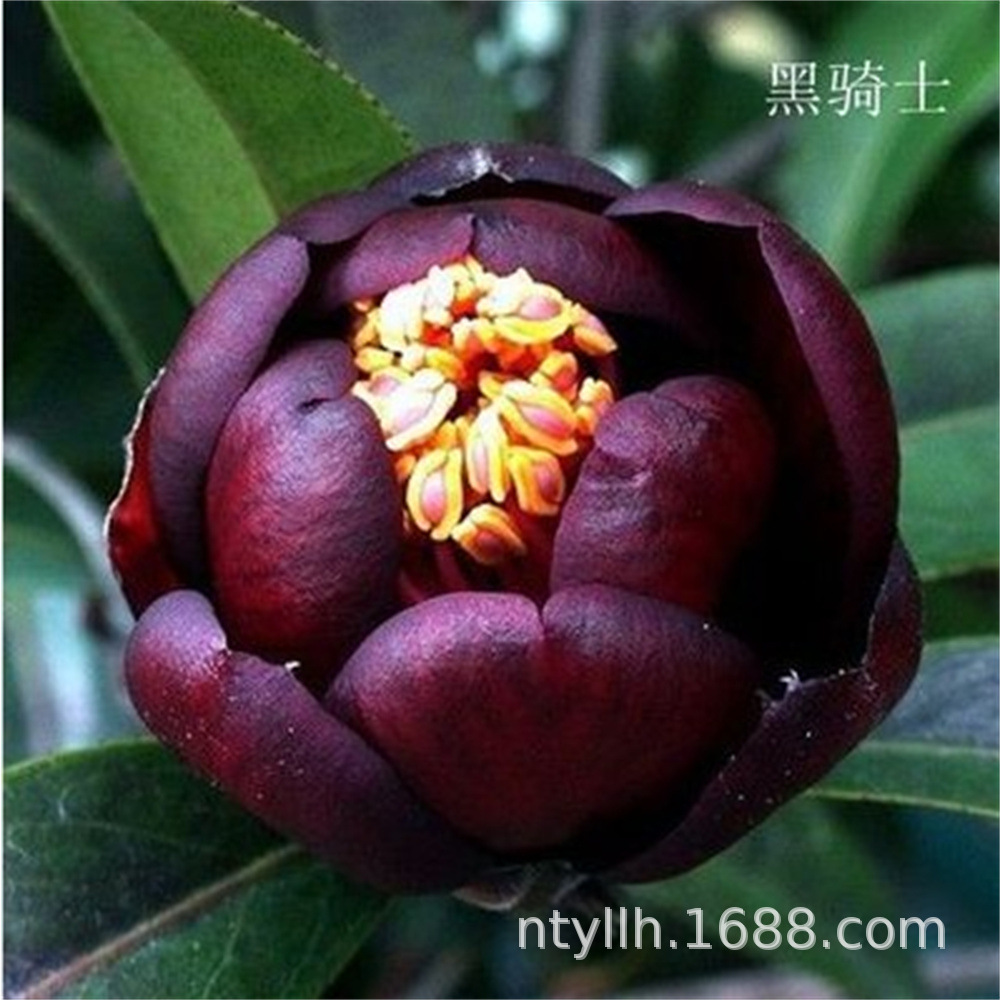 黑骑士山茶花树苗盆栽茶梅带花苞客厅阳台庭院绿植花卉黑色山茶