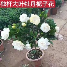 牡丹栀子花盆栽浓香型大花重瓣大叶独杆栀子花阳台四季花卉绿植