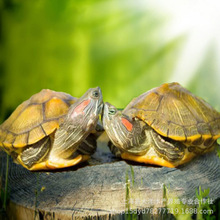 小乌龟活物深水网红长寿龟水龟宠物苗龟特大黄金巴西龟批发