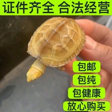 黄喉拟水龟皖南种三黄小青龟石金钱龟苗活物小宠物乌龟发财龟